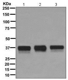 Western blot - Anti-TRA2B/SFRS10 antibody [EPR11831] - BSA and Azide free (AB249637)