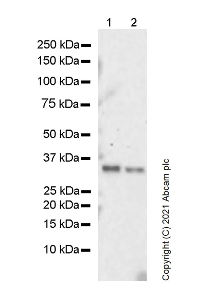 Western blot - Anti-TRADD antibody [37/TRADD] (AB280374)