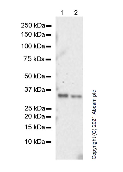 Western blot - Anti-TRADD antibody [37/TRADD] - BSA and Azide free (AB280379)