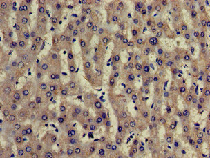 Immunohistochemistry (Formalin/PFA-fixed paraffin-embedded sections) - Anti-TRADD antibody (AB223040), expandable thumbnail