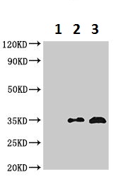 Immunoprecipitation - Anti-TRADD antibody (AB223040), expandable thumbnail