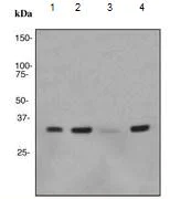 Western blot - Anti-TRADD antibody [EPR3604] (AB110644)