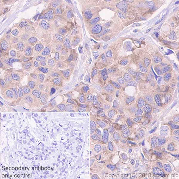 Immunohistochemistry (Formalin/PFA-fixed paraffin-embedded sections) - Anti-TRADD antibody [EPR3604] - BSA and Azide free (AB238960)