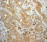 Immunohistochemistry (Formalin/PFA-fixed paraffin-embedded sections) - Anti-TRADD antibody [EPR3604] - BSA and Azide free (AB238960)