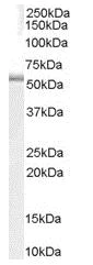 Western blot - Anti-TRAF1 antibody (AB129279)