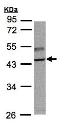 Western blot - Anti-TRAF1 antibody (AB155268)