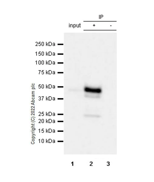 Immunoprecipitation - Anti-TRAF1 antibody [EPR26204-112] (AB300075)