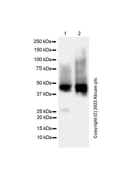 Western blot - Anti-TRAF1 antibody [EPR26204-112] (AB300075)