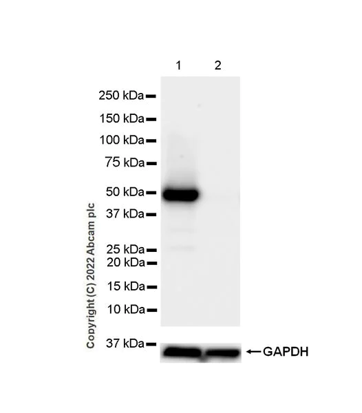 Western blot - Anti-TRAF1 antibody [EPR26204-112] (AB300075)