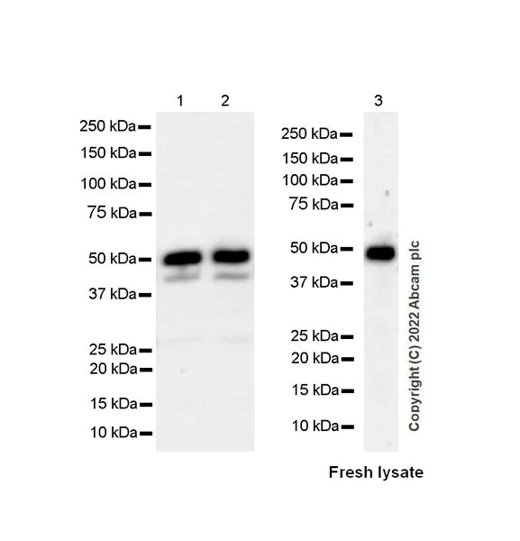 Western blot - Anti-TRAF1 antibody [EPR26204-112] (AB300075)