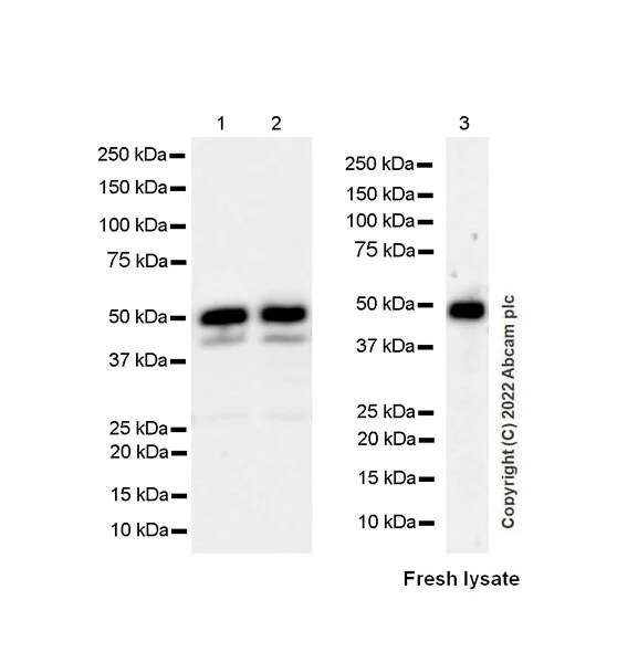 Western blot - Anti-TRAF1 antibody [EPR26204-112] (AB300075)