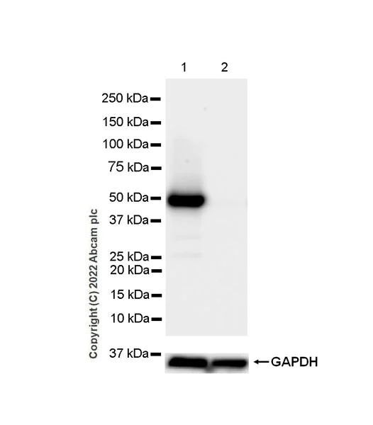 Western blot - Anti-TRAF1 antibody [EPR26204-112] (AB300075)