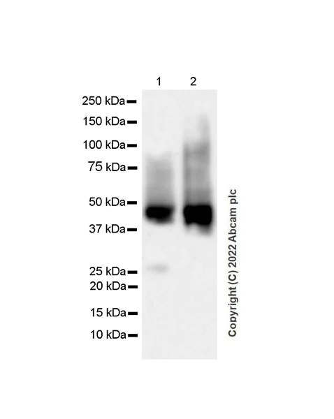 Western blot - Anti-TRAF1 antibody [EPR26204-112] (BSA and Azide free) (AB300076)