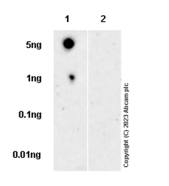 Dot Blot - Anti-TRAF1 (phospho S146) antibody [EPR25987-11] (AB315154)