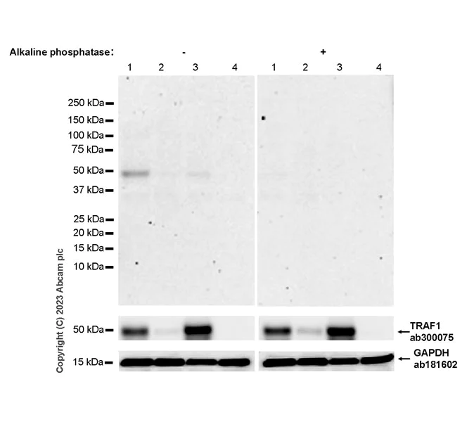 Western blot - Anti-TRAF1 (phospho S146) antibody [EPR25987-11] (AB315154)