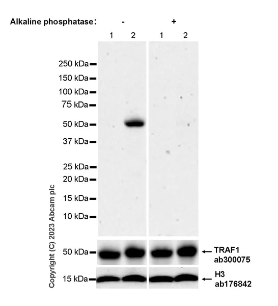 Western blot - Anti-TRAF1 (phospho S146) antibody [EPR25987-11] (AB315154)