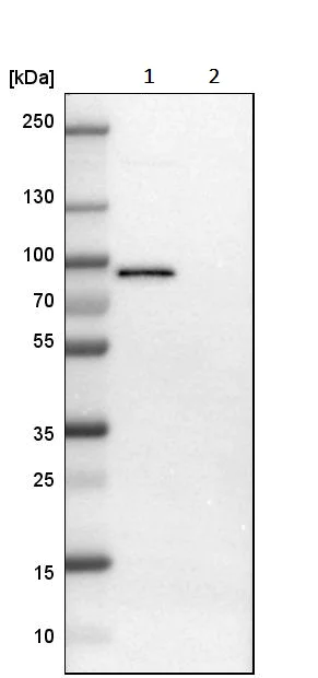 Western blot - Anti-TRAF2 antibody (AB244317)