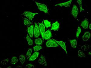 Immunocytochemistry/ Immunofluorescence - Anti-TRAF2 antibody [EPR6048] (ab126758), expandable thumbnail