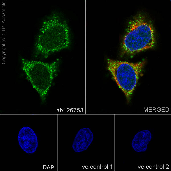 Immunocytochemistry/ Immunofluorescence - Anti-TRAF2 antibody [EPR6048] (ab126758), expandable thumbnail