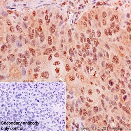 Immunohistochemistry (Formalin/PFA-fixed paraffin-embedded sections) - Anti-TRAF2 antibody [EPR6048] (AB126758)