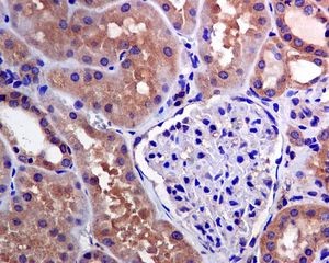 Immunohistochemistry (Formalin/PFA-fixed paraffin-embedded sections) - Anti-TRAF2 antibody [EPR6048] (ab126758), expandable thumbnail