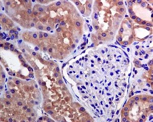 Immunohistochemistry (Formalin/PFA-fixed paraffin-embedded sections) - Anti-TRAF2 antibody [EPR6048] (AB126758)