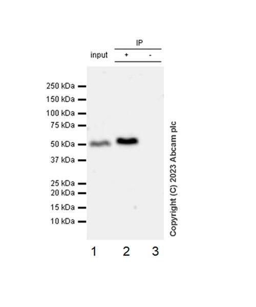 Immunoprecipitation - Anti-TRAF2 antibody [EPR6048] (ab126758), expandable thumbnail