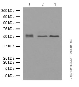 Western blot - Anti-TRAF2 antibody [EPR6048] (AB126758), expandable thumbnail