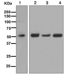 Western blot - Anti-TRAF2 antibody [EPR6048] (ab126758), expandable thumbnail