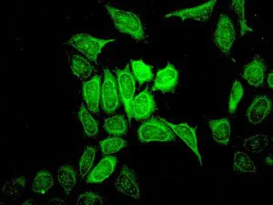 Immunocytochemistry/ Immunofluorescence - Anti-TRAF2 antibody [EPR6048] - BSA and Azide free (AB230795)
