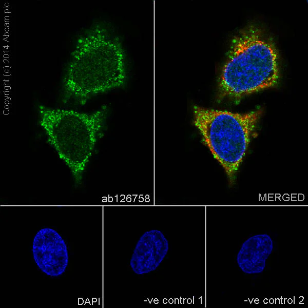 Immunocytochemistry/ Immunofluorescence - Anti-TRAF2 antibody [EPR6048] - BSA and Azide free (AB230795)