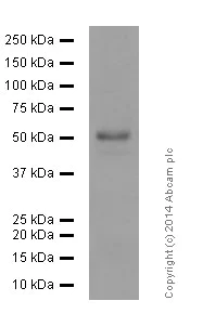 Western blot - Anti-TRAF2 antibody [EPR6048] - BSA and Azide free (AB230795)