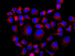 Immunocytochemistry/ Immunofluorescence - Anti-TRAF2 antibody [EPR7064] (AB167163)