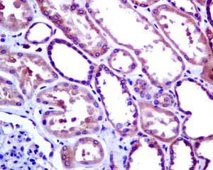Immunohistochemistry (Formalin/PFA-fixed paraffin-embedded sections) - Anti-TRAF2 antibody [EPR7064] (AB167163)