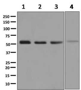 Western blot - Anti-TRAF2 antibody [EPR7064] - BSA and Azide free (AB249405)