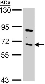 Western blot - Anti-TRAF3 antibody (AB155298)