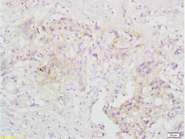Immunohistochemistry (Formalin/PFA-fixed paraffin-embedded sections) - Anti-TRAF3 antibody (AB217033), expandable thumbnail