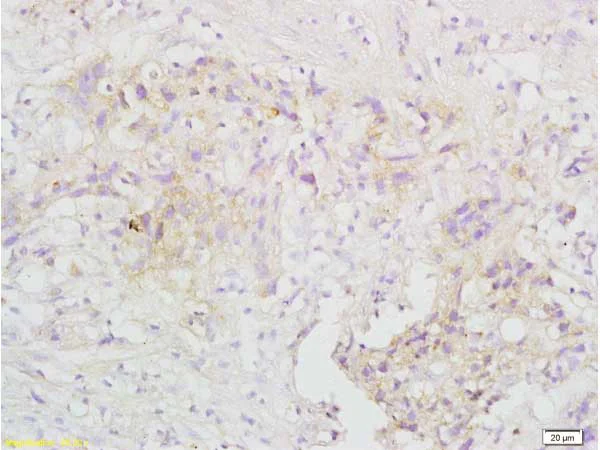 Immunohistochemistry (Formalin/PFA-fixed paraffin-embedded sections) - Anti-TRAF3 antibody (AB217033)