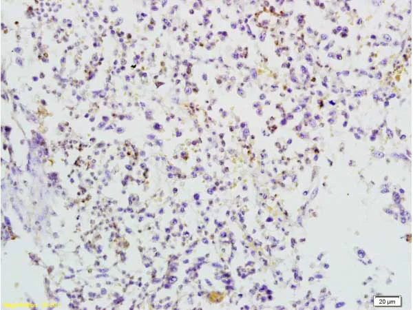 Immunohistochemistry (Formalin/PFA-fixed paraffin-embedded sections) - Anti-TRAF3 antibody (AB217033)