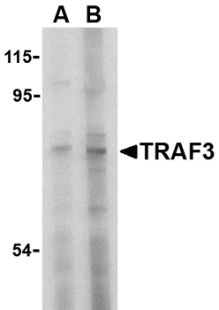 Western blot - Anti-TRAF3 antibody (AB36988)