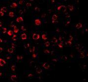 Immunocytochemistry/ Immunofluorescence - Anti-TRAF3 antibody (AB62552), expandable thumbnail