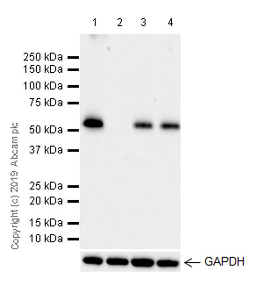 Western blot - Anti-TRAF3 antibody [EPR22992-93] (AB239357), expandable thumbnail