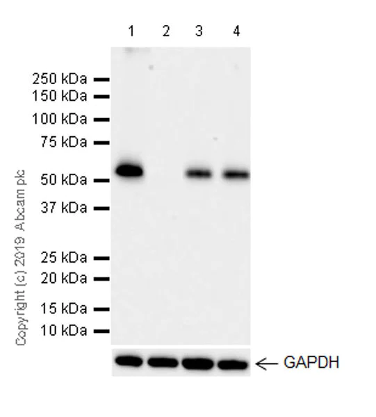 Western blot - Anti-TRAF3 antibody [EPR22992-93] (AB239357)