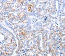 Immunohistochemistry (Formalin/PFA-fixed paraffin-embedded sections) - Anti-TRAF3IP3 antibody (AB197665)