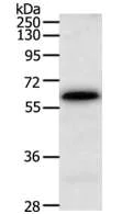 Western blot - Anti-TRAF3IP3 antibody (AB197665)