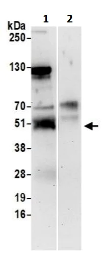 Immunoprecipitation - Anti-TRAF4 antibody (AB245666)
