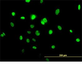 Immunocytochemistry/ Immunofluorescence - Anti-TRAF4 antibody (AB88612)