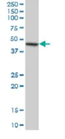 Western blot - Anti-TRAF4 antibody (AB88612)