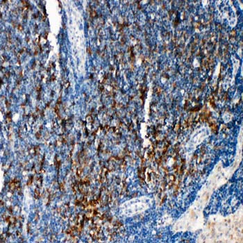 Immunohistochemistry (Formalin/PFA-fixed paraffin-embedded sections) - Anti-TRAF4 antibody - C-terminal (AB190986)