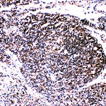 Immunohistochemistry (Formalin/PFA-fixed paraffin-embedded sections) - Anti-TRAF4 antibody - C-terminal (AB190986)